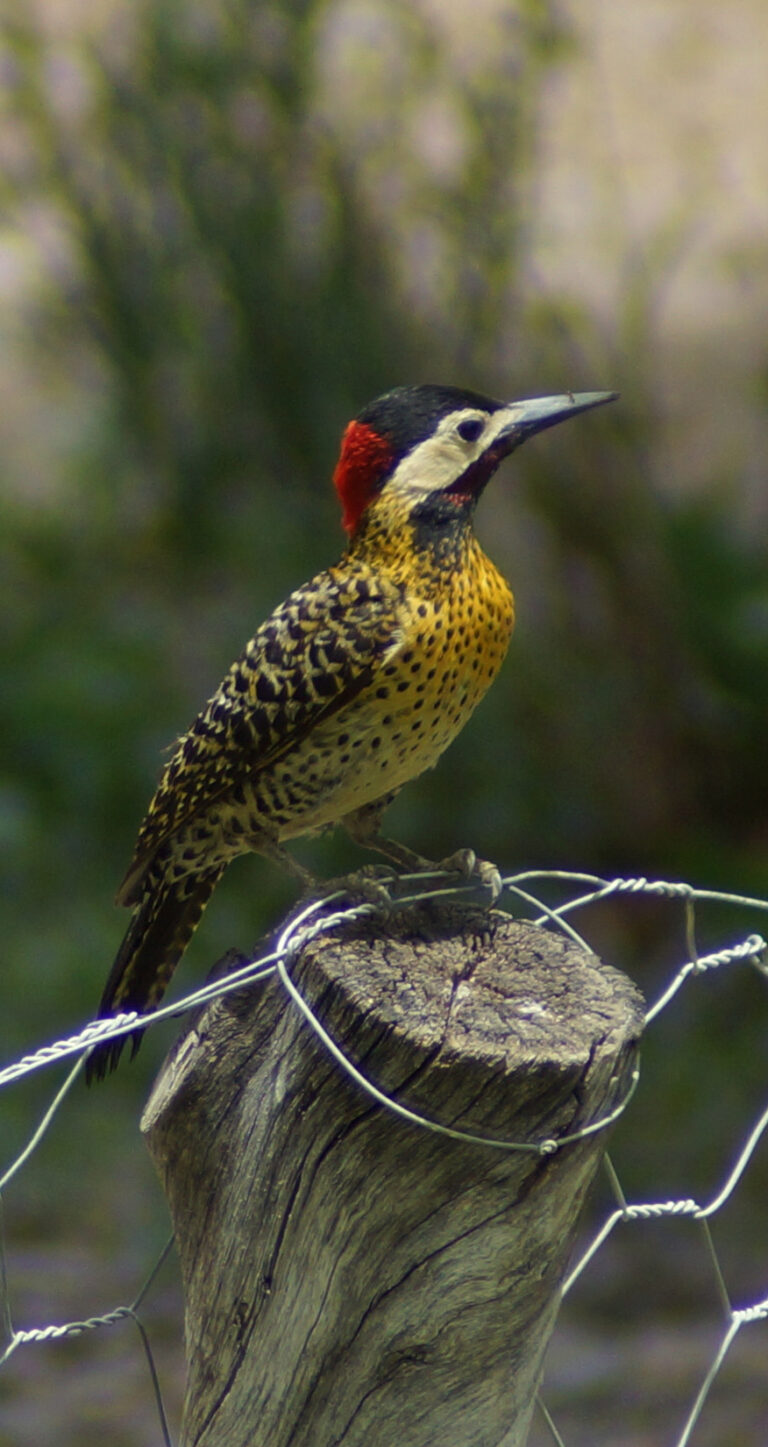 PAJARO CARPINTERO 2025 B